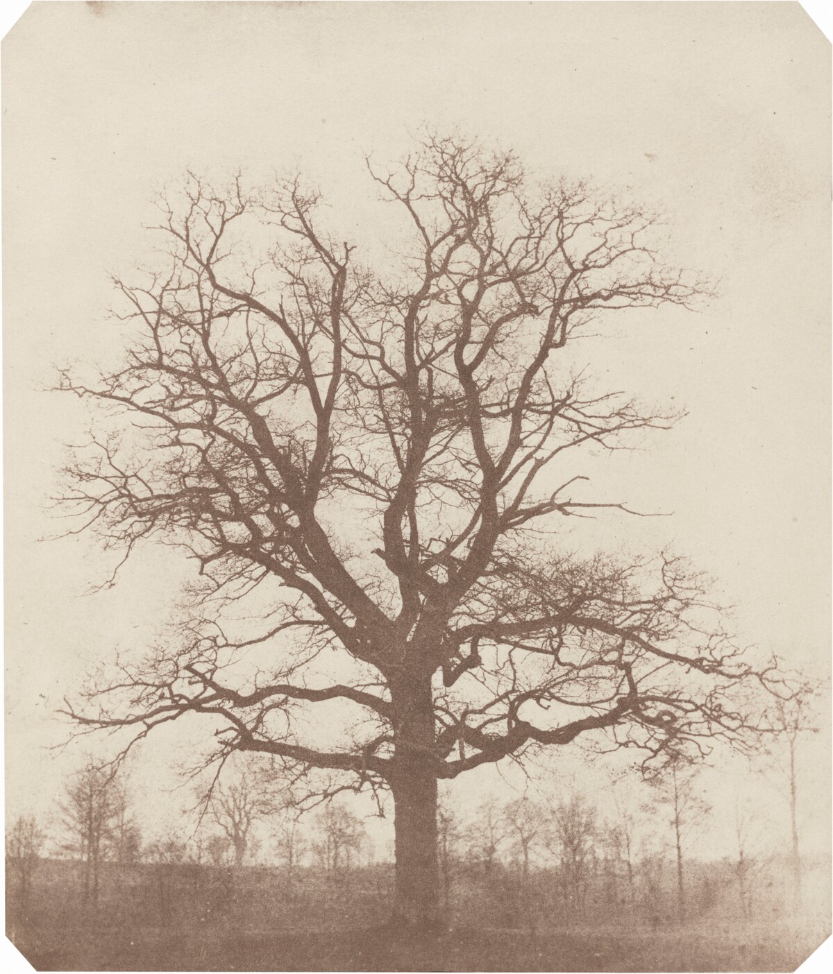 Oak Tree