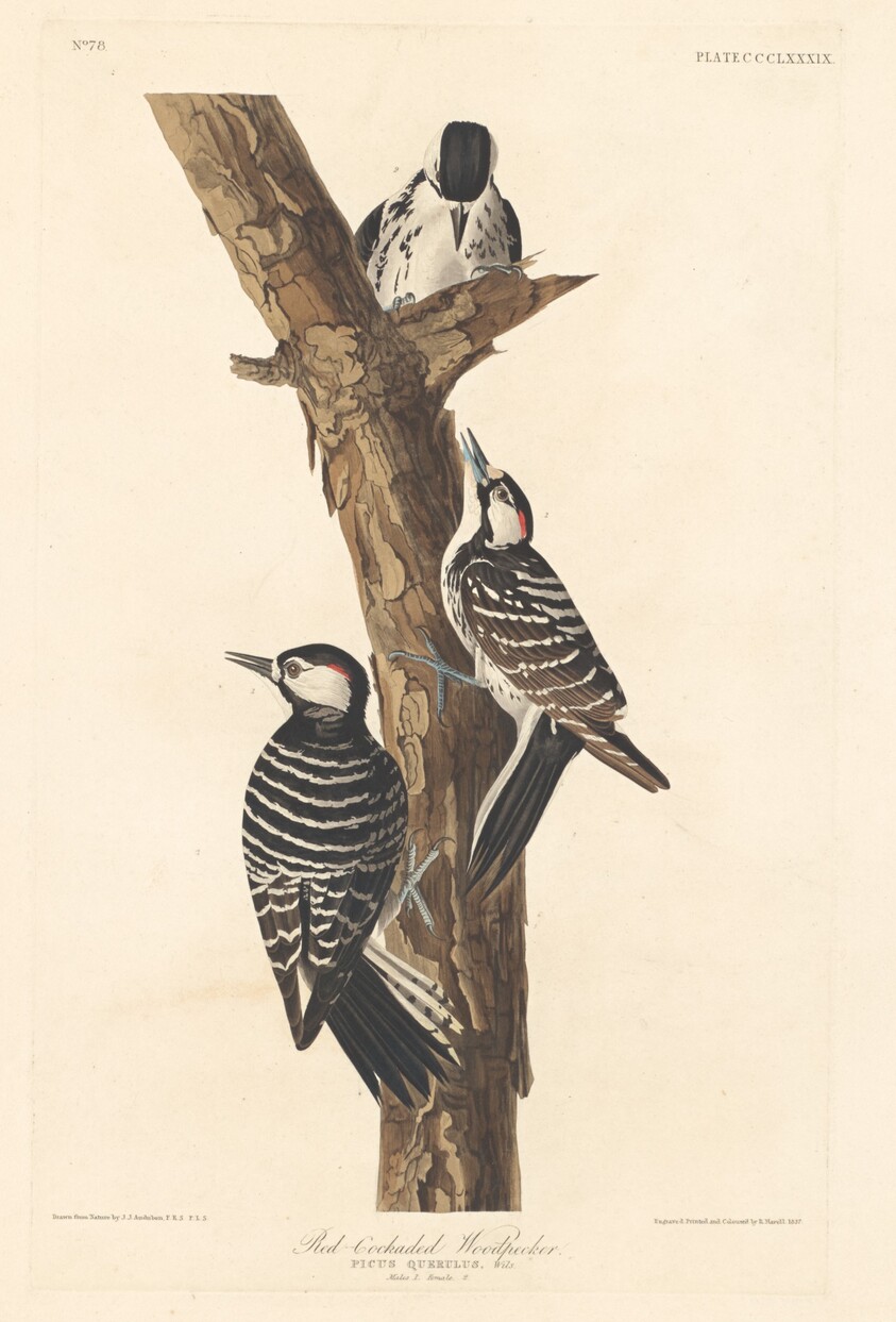 Red-cockaded Woodpecker