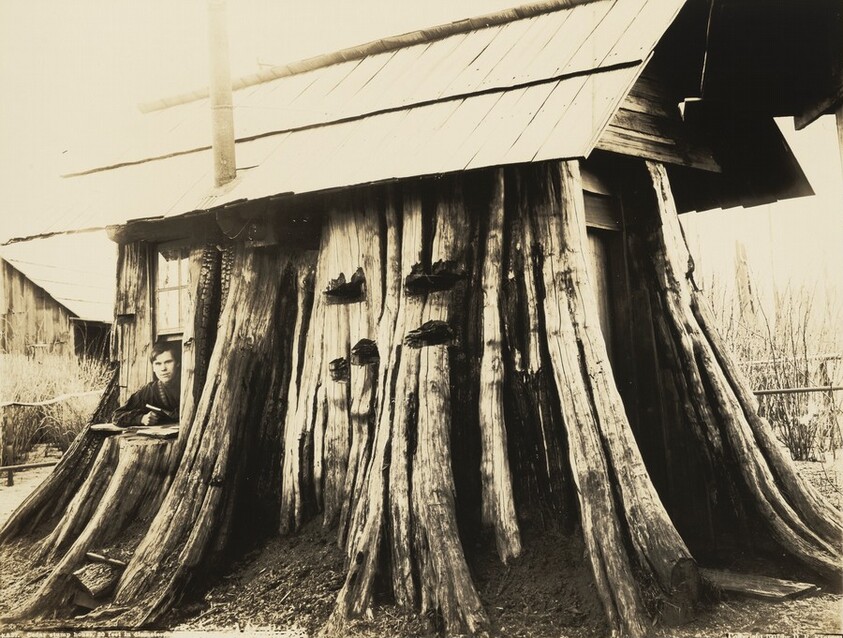 Cedar Stump House, Twenty Feet in Diameter, Edgecomb, Washington
