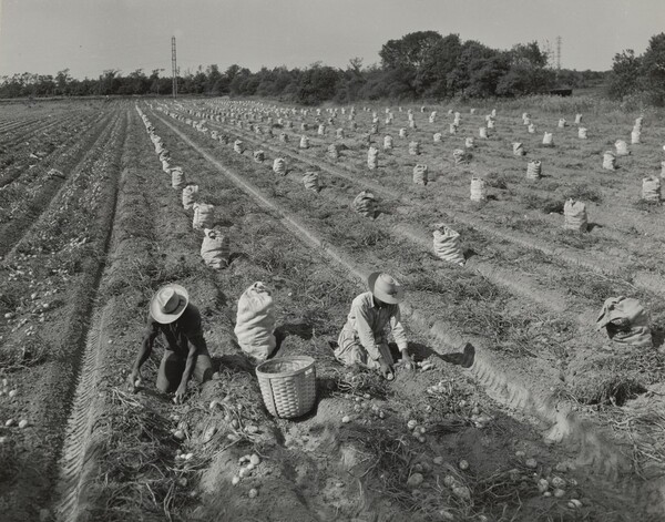 Southampton, Picking Potatoes after Digger Has Exposed Them, Long Island, New York