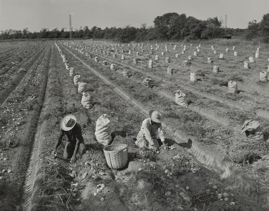 Two people wearing brimmed hats kneel, facing us between furrows as they pick potatoes out of the dirt in this black and white photograph. Both of their faces are mostly covered. The person on our left has dark-skinned forearms. The person on our right wears long sleeves but might also be dark-skinned. Full sacks sit at close intervals along the furrows on the right two-thirds of the picture. The horizon comes almost to the top of this composition, so only a narrow band of empty sky lines the top edge.
