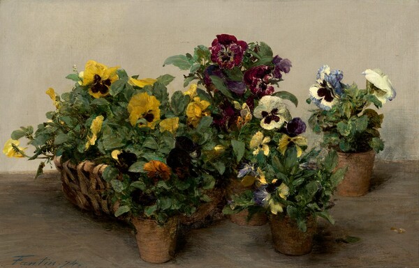 Pansies