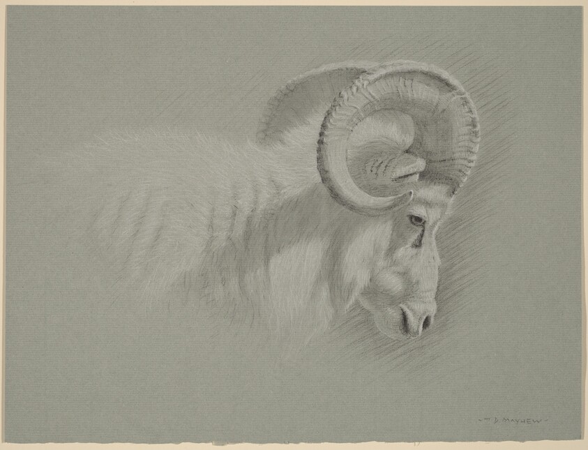 Head of a Dall Ram