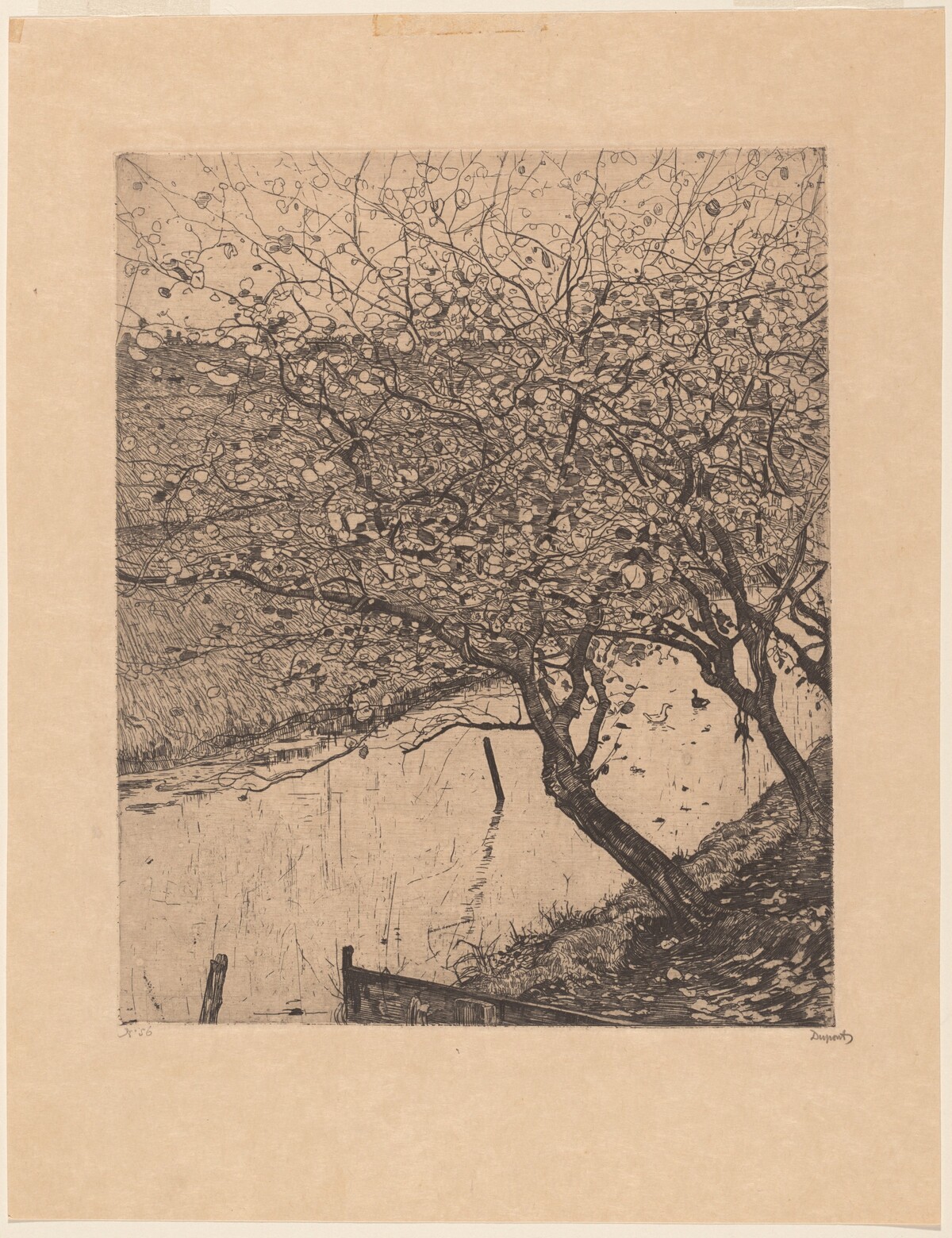 Apple Trees along the Side of a Ditch