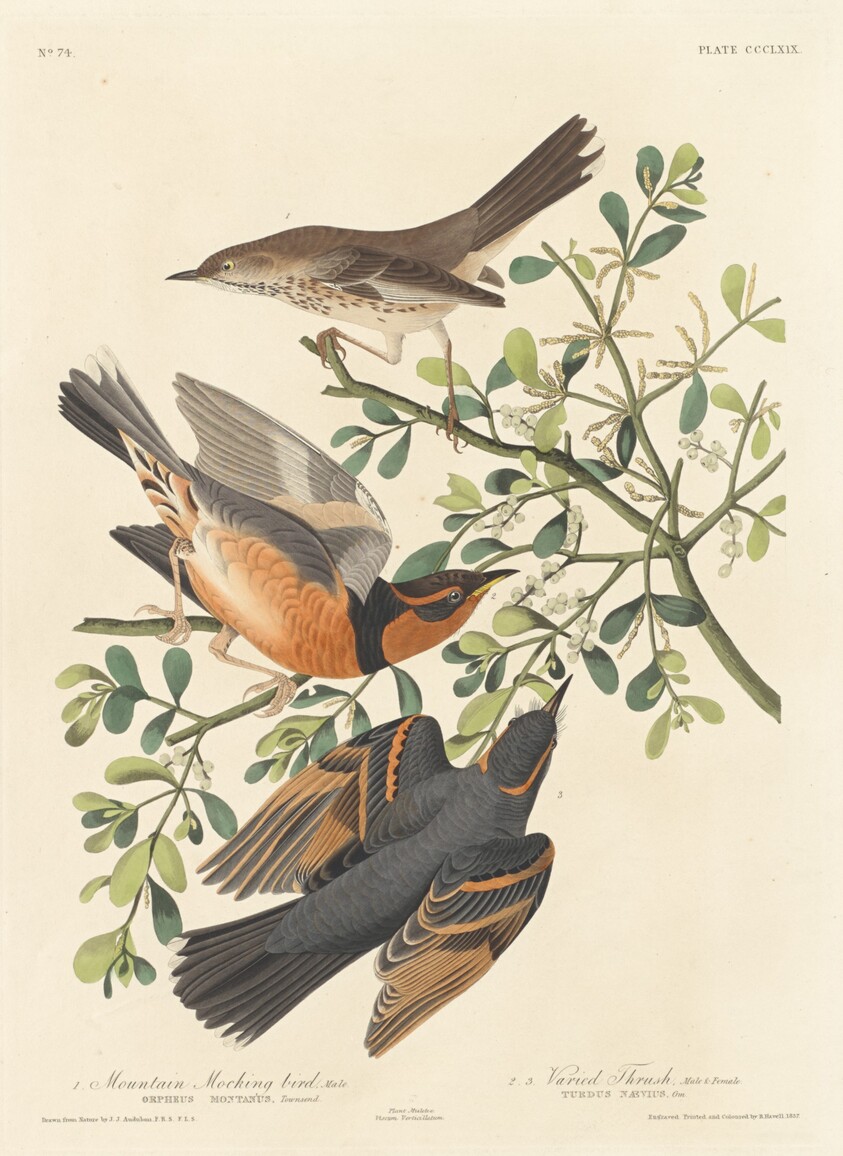 Mountain Mocking-bird and Varied Thrush