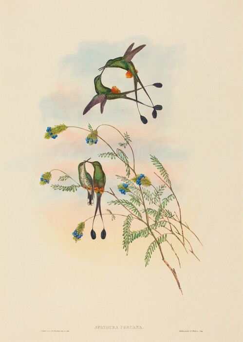 This is a painting of two hummingbirds interacting with vibrant floral elements. The artwork showcases the birds with green plumage and elongated tail feathers. They are depicted in flight and perched on delicate branches adorned with blue and yellow flowers. The background is softly textured with pastel colors.