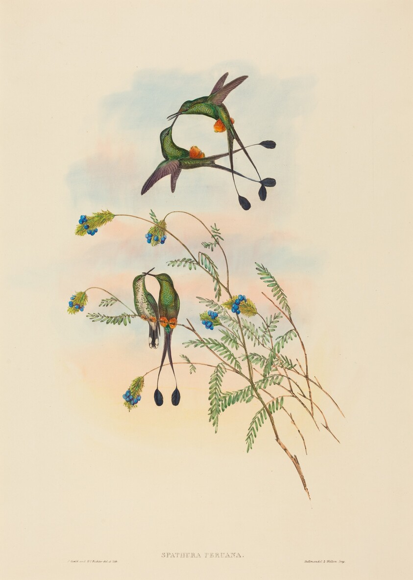 Spathura peruana (Peruvian Racket-Tail)