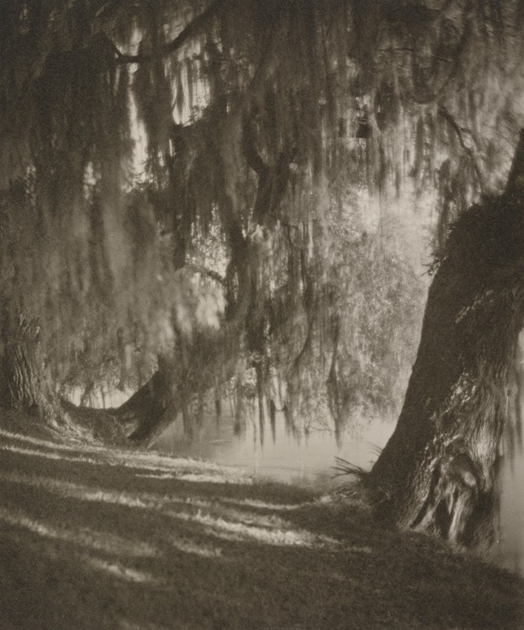 The Magnolia Gardens, Georgia, Clara E. Sipprell, c. 1934