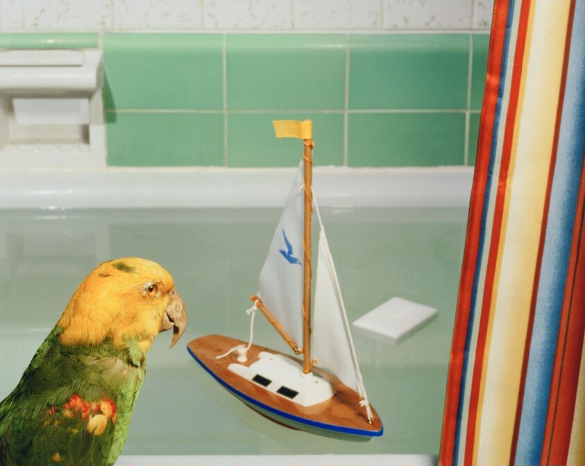 Parrot and Sailboat (#98)