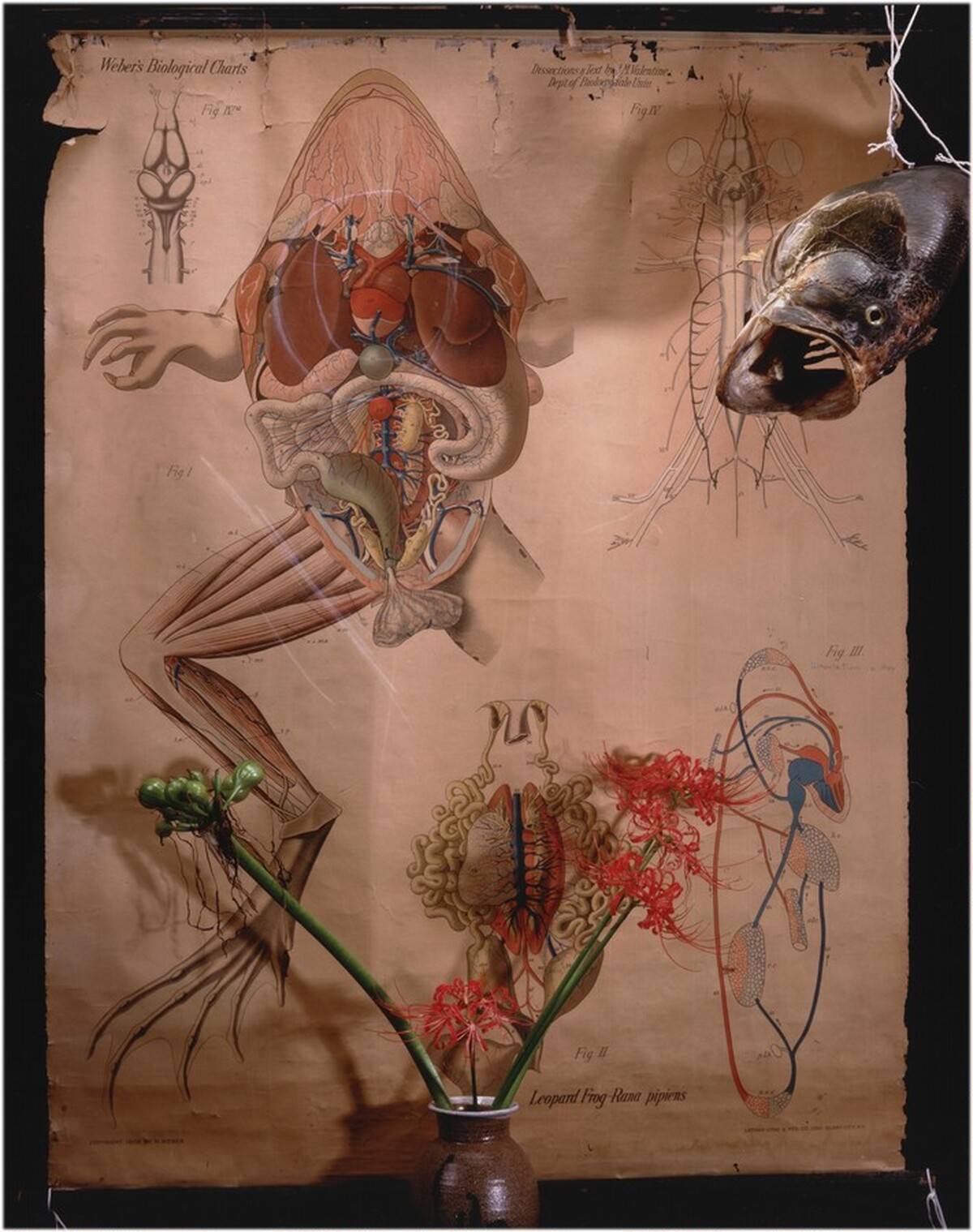 Frog Biology