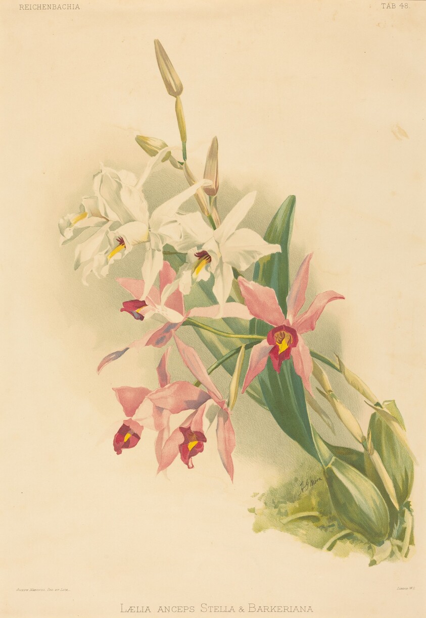 Laelia Anceps Stella & Barkeriana