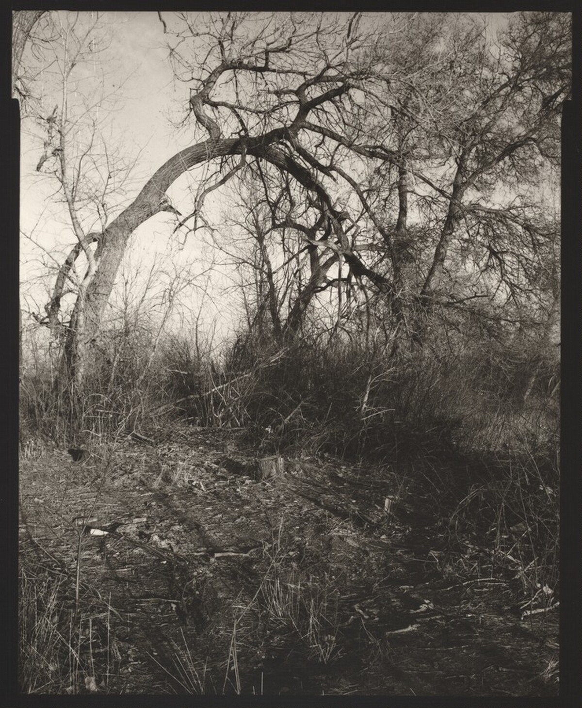 Among the last trees that surrounded a farmhouse, now gone, Longmont, Colorado