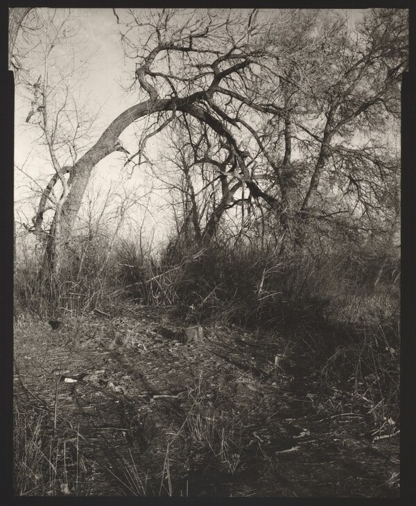 Among the last trees that surrounded a farmhouse, now gone, Longmont, Colorado