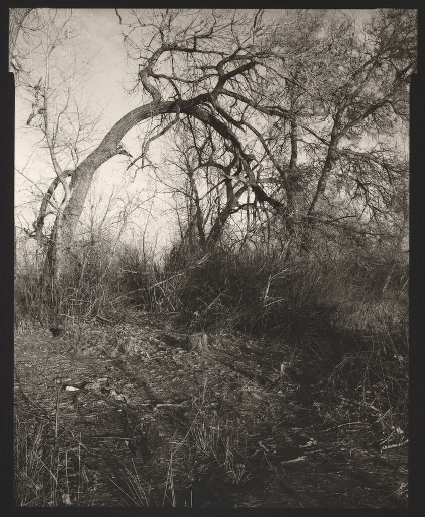 Among the last trees that surrounded a farmhouse, now gone, Longmont, Colorado