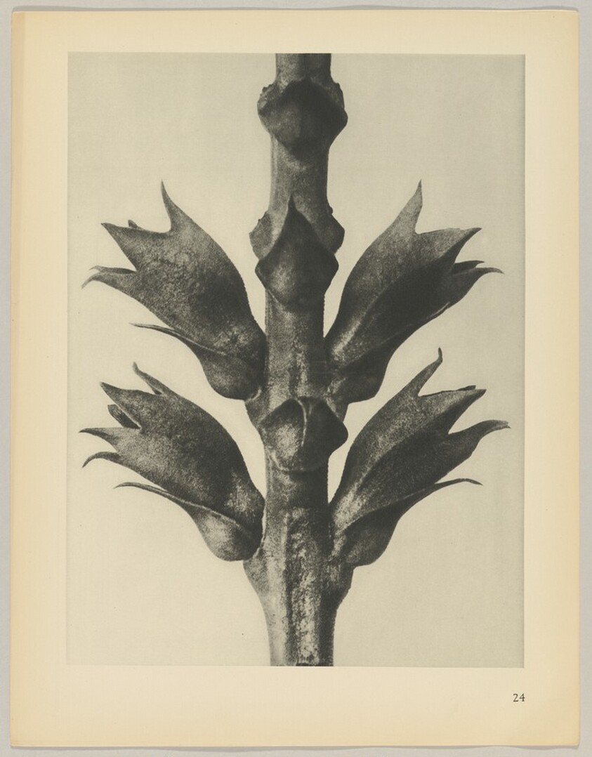 Physostegia virginiana