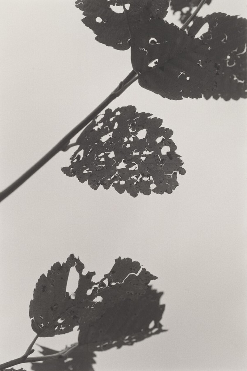 Neahkahnie Mountain, Oregon