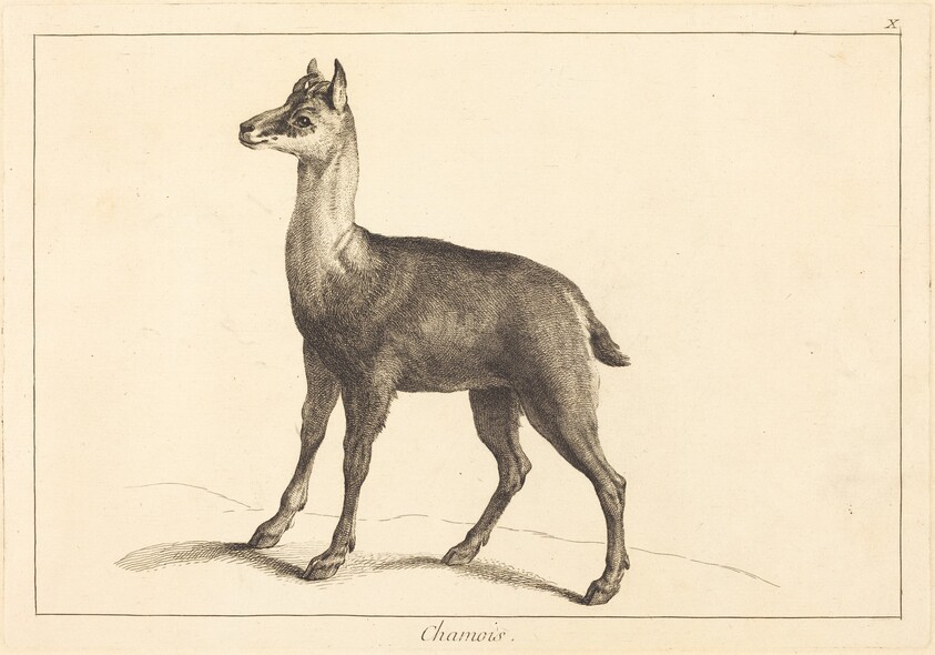 Chamois (Chamois)