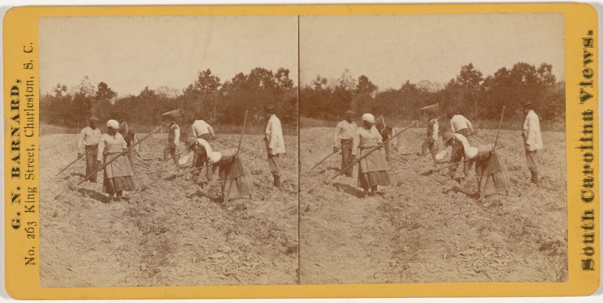 "Digging Sweet Potatoes in South Carolina"
