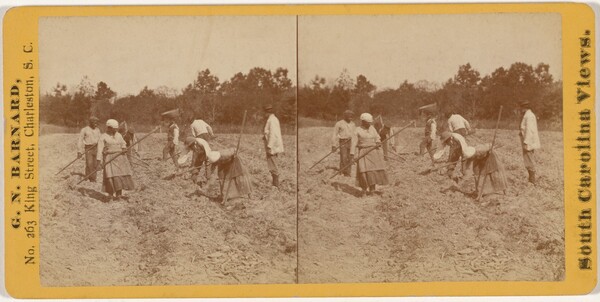 "Digging Sweet Potatoes in South Carolina"