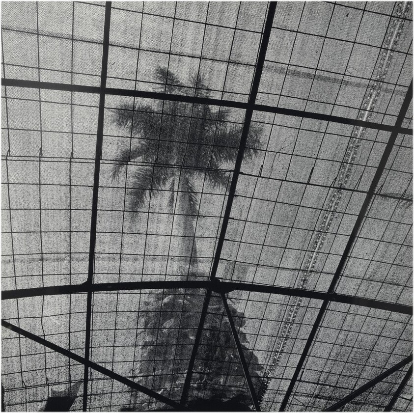 Sin título, Jardín Botánico, Lucknow, India (Untitled, Botanical Gardens, Lucknow, India)