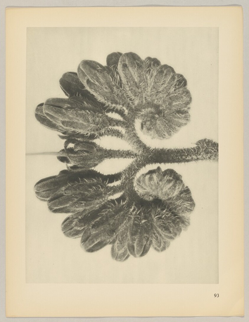 Symphytum officianale