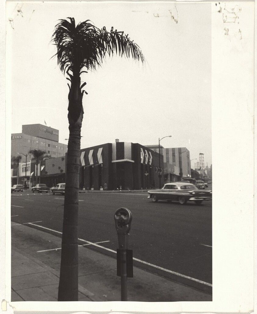 Palm tree--Los Angeles