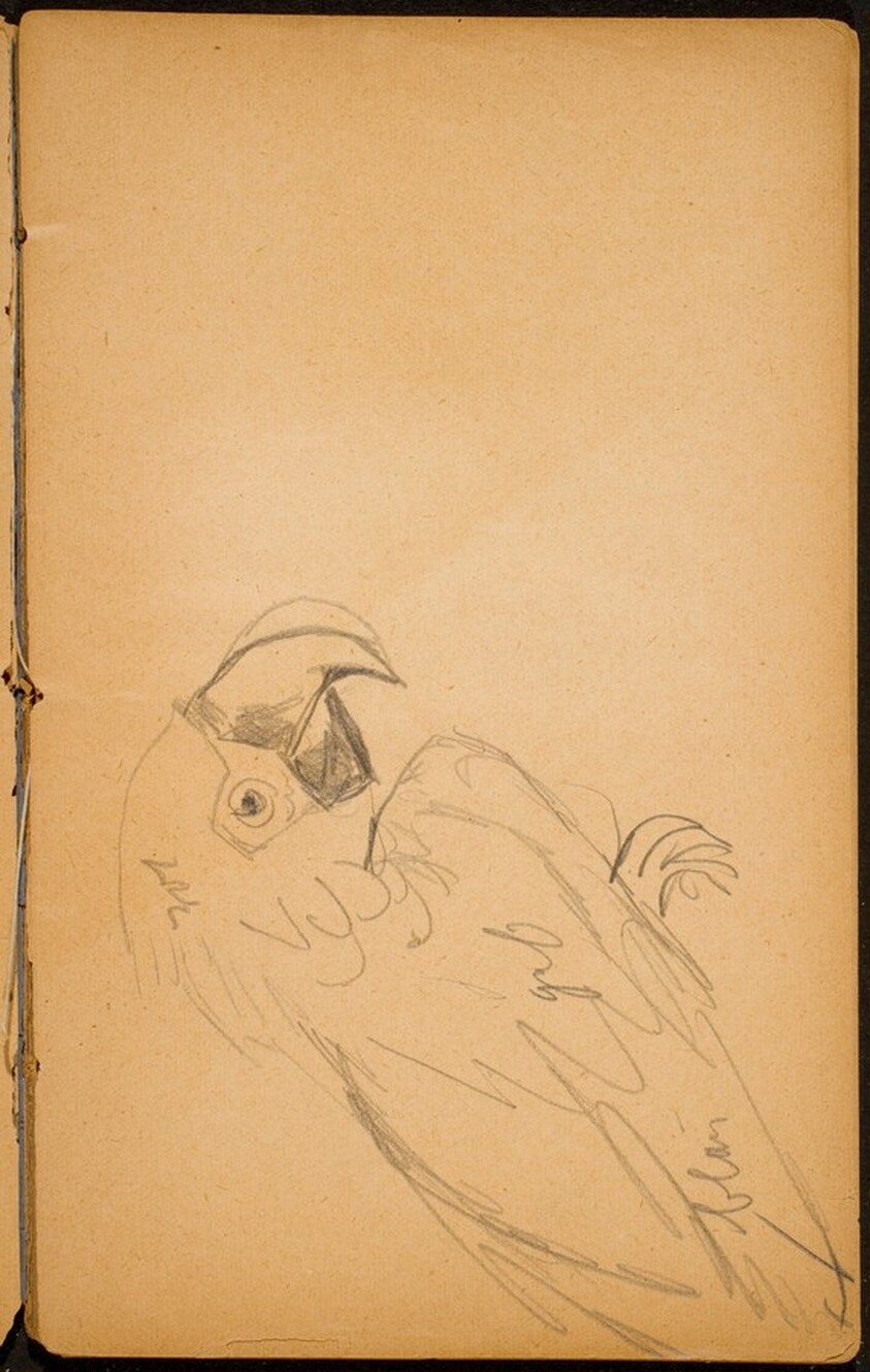 Papagei (A Parrot) [p. 17]