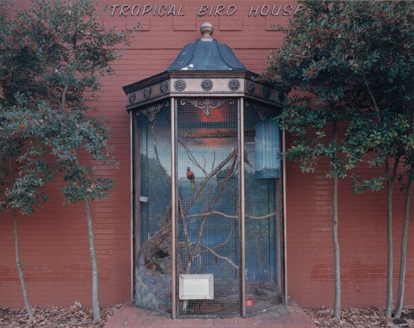 Rainbow Lory, Memphis Zoological Park