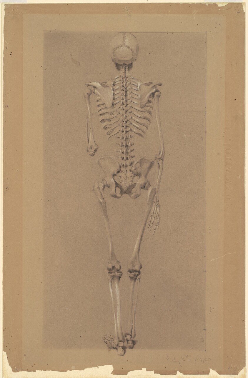 Rear View of a Skeleton