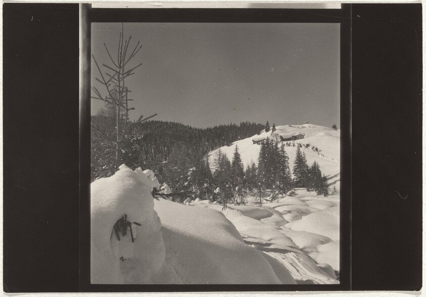 Trees in snow--Landscape
