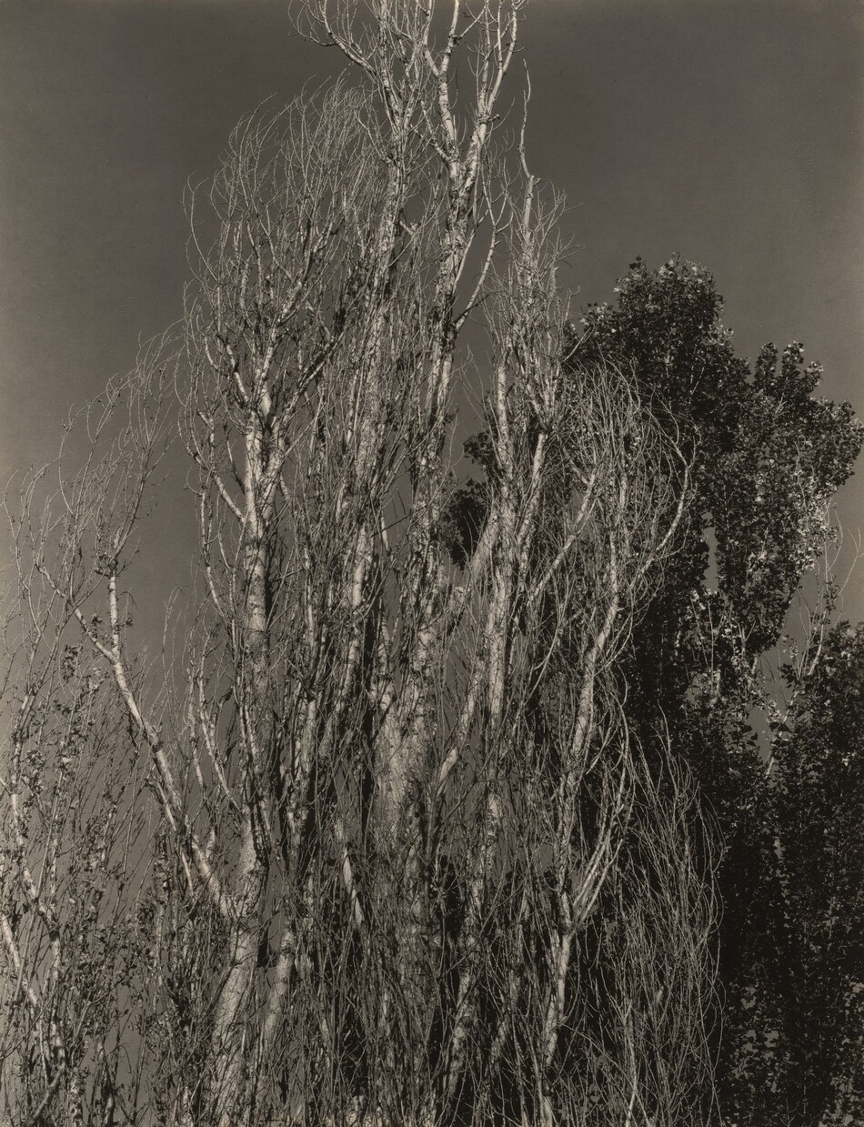 アート・デザイン・音楽 Alfred Stieglitz at Lake George 71if1E6ClyS._UF1000,1000_QL80_.jpg