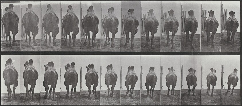 Plate Number 742. Bactrian camel. A: Racking. B: Galloping