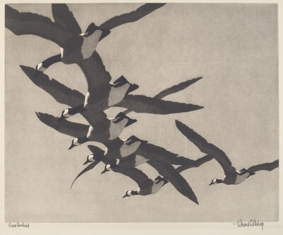 Wild Geese