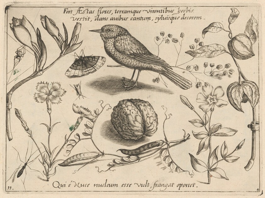 Archetypa studiaque patris Georgii Hoefnagelii [Part 4, Plate 11]