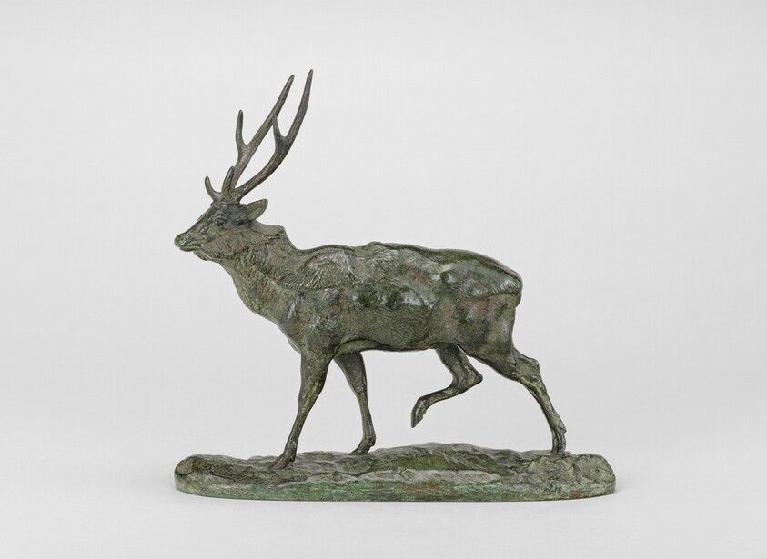 Ganges Deer