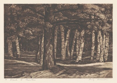 Pine in the Birches