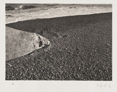 A southern elephant seal (Mirounga leonina). Males can weigh more than 6,600 pounds, although females rarely exceed 2,000 pounds. Valdés Peninsula. Argentina., Sebastião Salgado, 2004