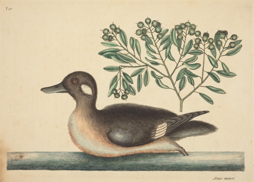 The Little Brown Duck (Anas rustica)