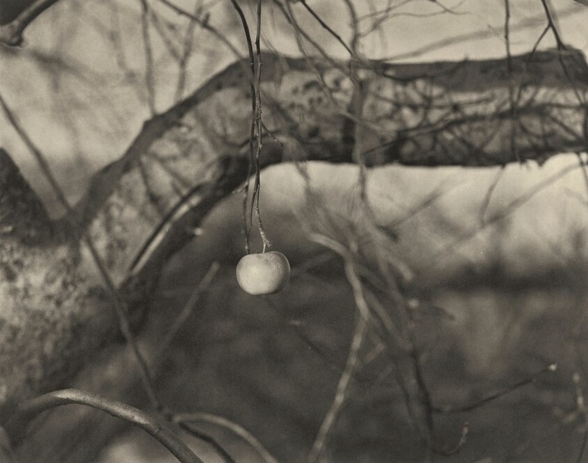 Untitled (Hanging Apple)