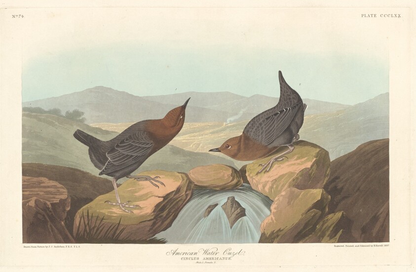 American Water Ouzel