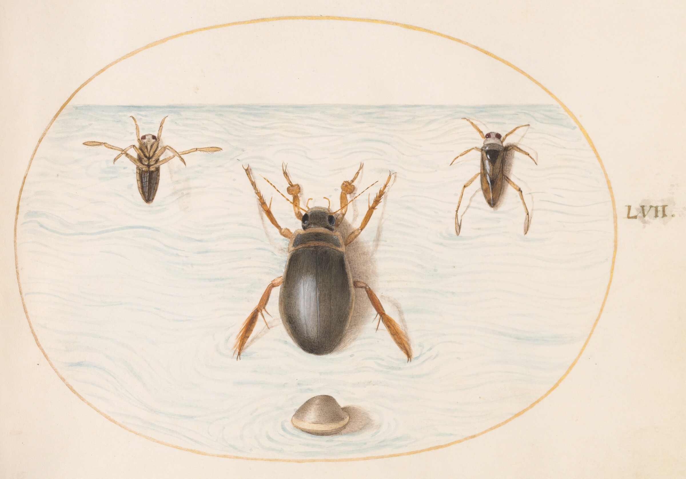 Plate 57: A Diving Beetle and Two Views of a Backswimmer, Joris Hoefnagel, c.1575/1590s