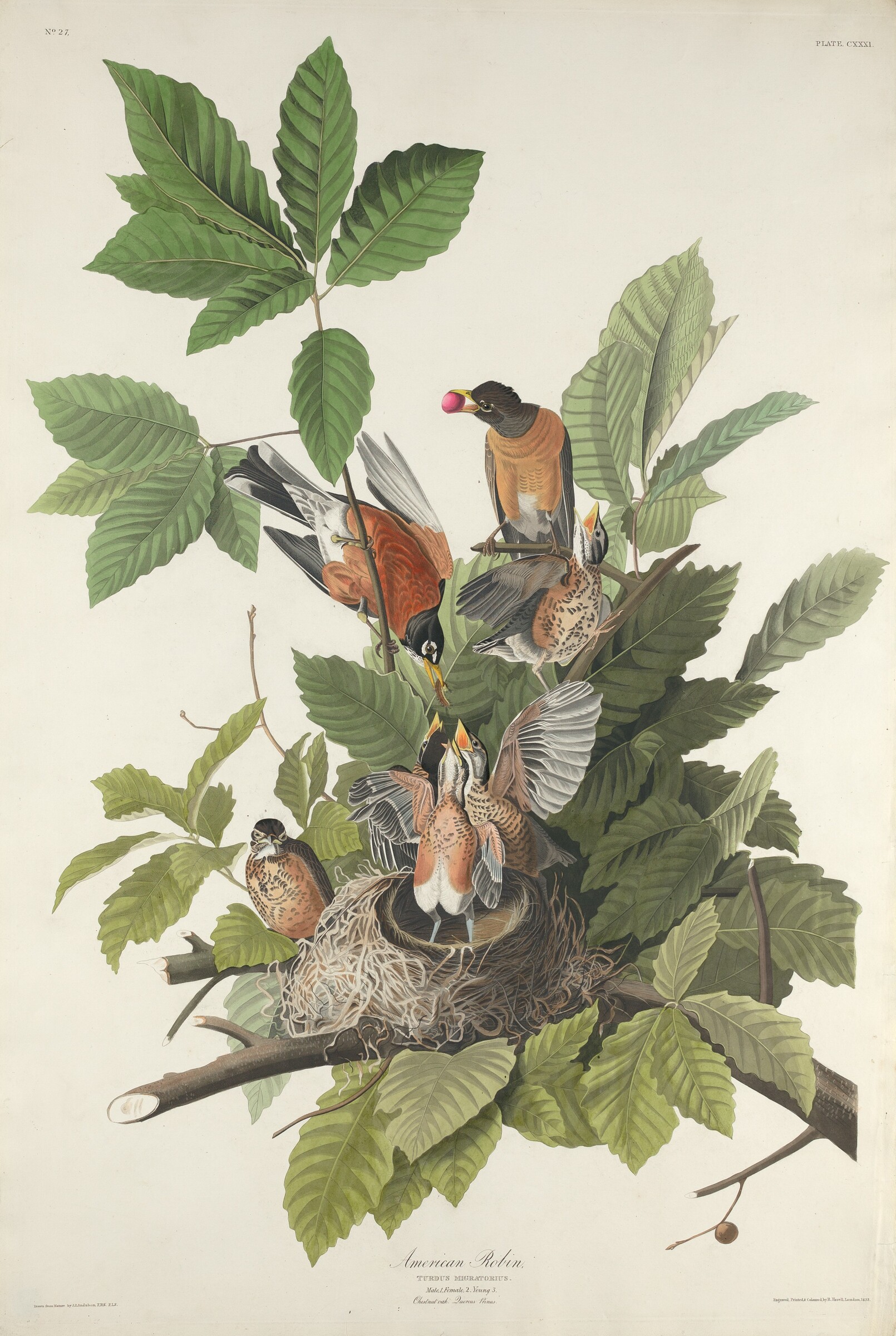 American Robin, Robert Havell after John James Audubon, 1832
