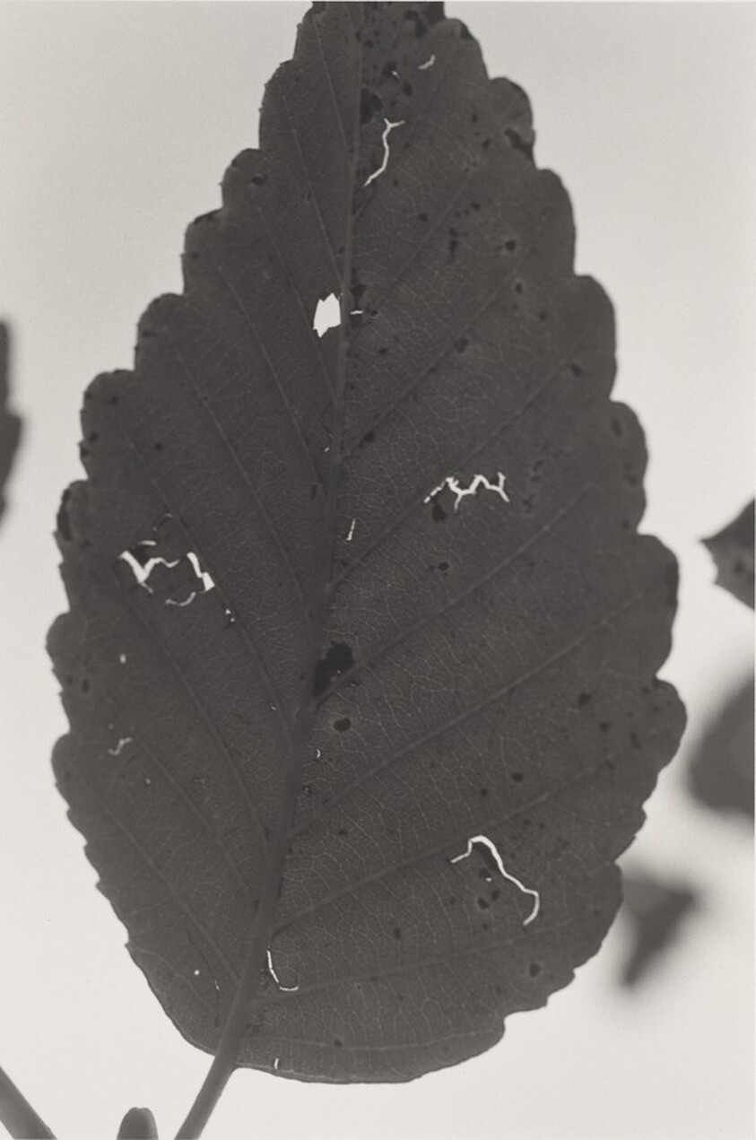 Neahkahnie Mountain, Oregon