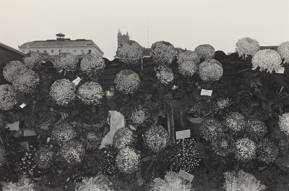 Chrysanthemums at Flower Market, Paris