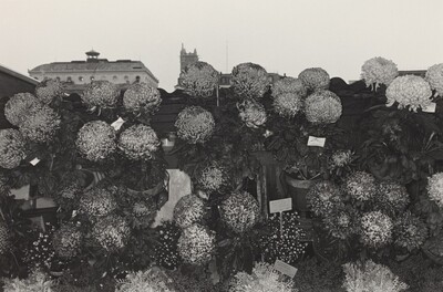 Chrysanthemums at Flower Market, Paris