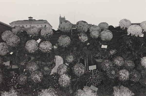 Chrysanthemums at Flower Market, Paris