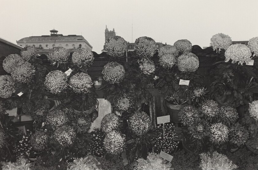 Chrysanthemums at Flower Market, Paris