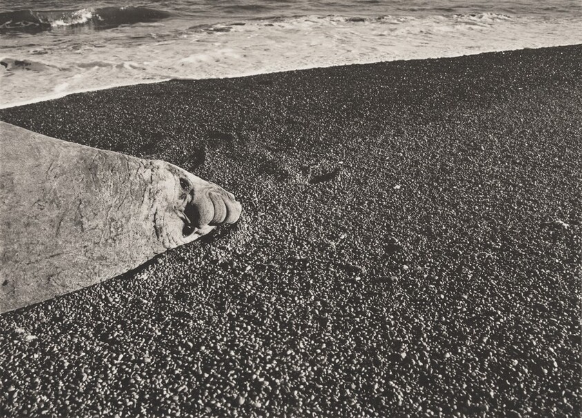 A southern elephant seal (Mirounga leonina). Males can weigh more than 6,600 pounds, although females rarely exceed 2,000 pounds. Valdés Peninsula. Argentina.