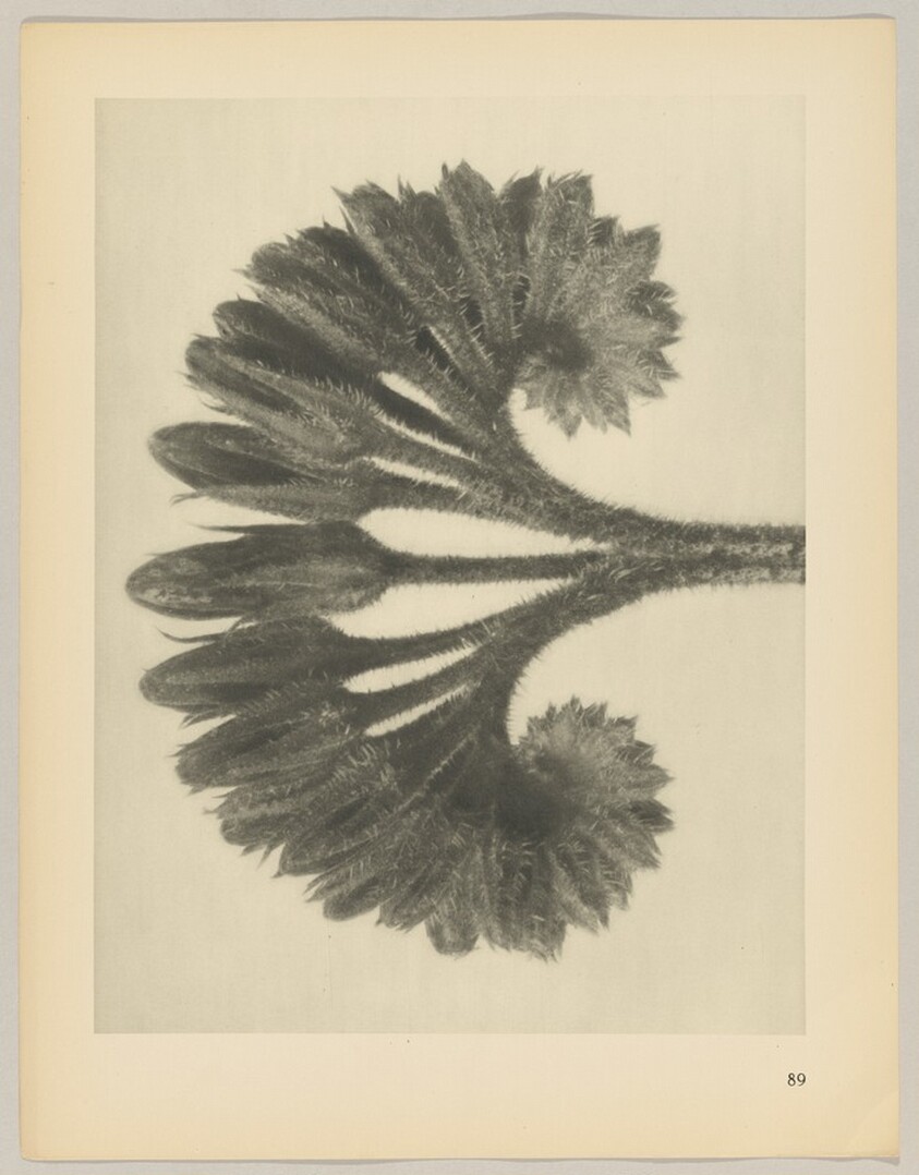 Symphytum officinale