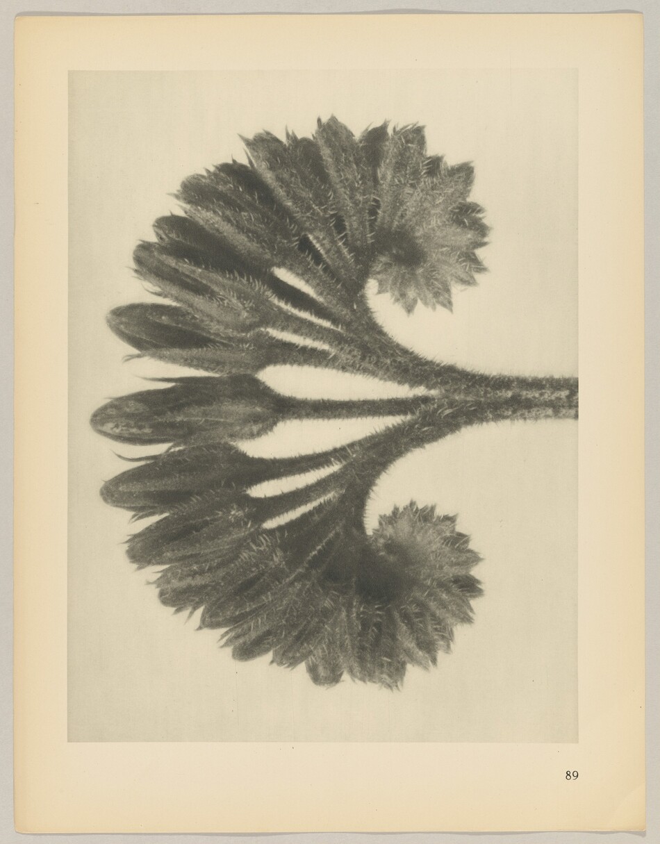 The image shows a detailed close-up of a plant structure with elongated leaves branching out from a central stem. The color palette is monochrome, with various shades of gray. The plant is positioned horizontally, with the stem on the right side and the leaves fanning out downward. The background is clear, contrasting with the plant. A number "89" is faintly visible on the bottom right corner of the image.